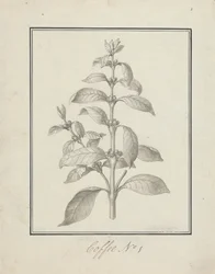 Coffea arabica L. (Arabica Coffee): 緑豊かな新芽と果実の完成図