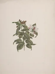 Jasminum dichotomum Vahl (African jasminum): 完成図
