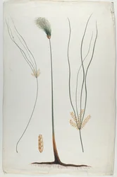 パピルス（植物と根の詳細）、ジェームスアビシニアンブルース（1730-94）後（紙のグラファイト上のトイレ）