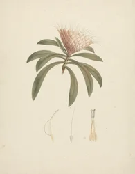 Protea gaguedi J.F. Gmel. (プロテア): 花のディテールで完成した描画