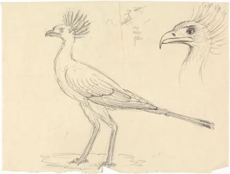 秘書の鳥