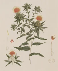 Sussa（葉、花、詳細）は以前James Bruce（1730-94）（紙のグラファイトの上にトイレ）に帰属