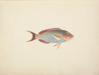 正体不明の魚