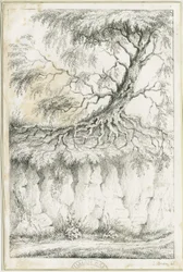 ダドリー-木：リトグラフ、nd [c 1825] (プリント)