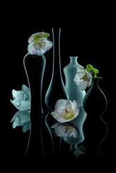 優雅な花の輝き
