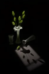 緑の植物、鳥の影