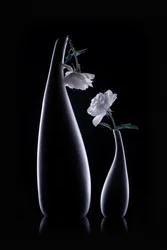 影の花瓶と白いバラ