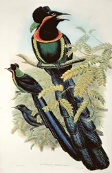 Arfak Astrapia、Astrapia Nigra-Bird of Paradise