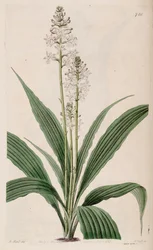 Calanthe triplicata（syn。Calanthe veratrifoliaとして）（植物）のイラスト