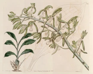 Catasetum cristatumの図解
