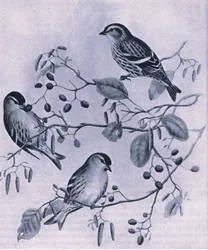 Siskins、イギリスの自然、コリンズ発行、1946