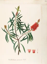 アルバニーブラシノキ (Callistemon speciosum DC)、フトモモ科、しつこい葉を持つ低木、オーストラリア原産、水彩画