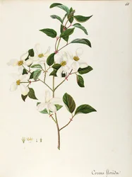 ハナミズキ (Cornus フロリダ)、ミズキ科、北アメリカ原産の小さな木または低木、水彩