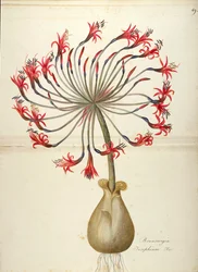 ジョセフィンのユリ (Brunsvigia josephinae)、アマリリダ科、マッダレーナ リサ ムッシーノ作、水彩
