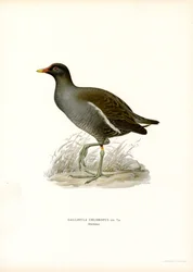 Common Moorhen (カラー リソ)