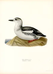 Black Guillemot (カラーリソ)