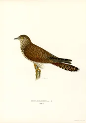 Common Cuckoo (カラー リソ)
