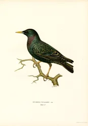ムクドリ (カラーリソ)