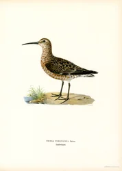 Curlew Sandpiper (カラーリソ)