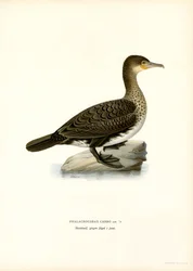 カワウ (カラーリソ)