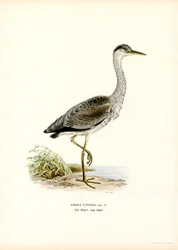 アオサギ（カラーリソ）