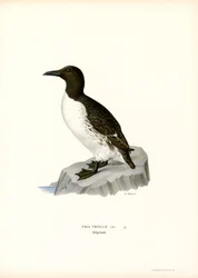 Guillemot (カラーリソ)