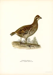 Hazel Grouse (colour litho)   1413023   ja       japanese Successfully Translated  Original: München nach dem Gewitter Translat: München nach dem Gewitter 1343354 ja japanese Successfully Translated Original: Portrait of the composer Gioachino Antonio Ross