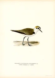 Kentish Plover (カラーリソ)