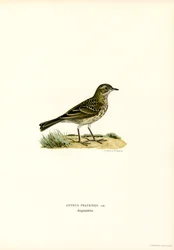 Meadow Pipit (カラーリソ)
