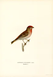 Rosefinch (カラーリソ)