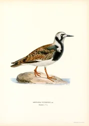 Ruddy Turnstone (カラーリソ)