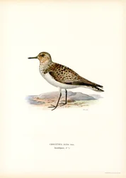 Sanderling（カラーリソ）