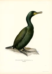 シャグ（カラーリソ）