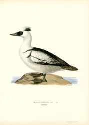 Smew（カラーリソ）