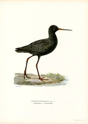 斑点を付けられた Redshank (カラー リソ)