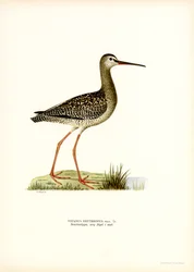 斑点を付けられた Redshank (カラー リソ)
