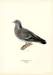 Stock Dove（カラーリソ）