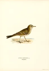 Tawny Pipit (カラーリソ)
