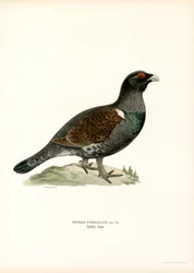 Western Caperaillie (カラーリソ)