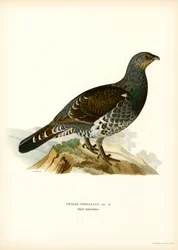 Western Caperaillie (カラーリソ)