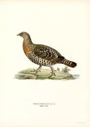 Western Caperaillie (カラーリソ)