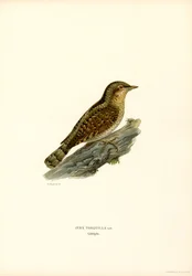 Wryneck (カラー リソ)