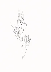 繊細な植物画