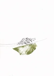 緑の葉と裸の枝