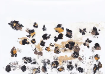 野生のヒョウの斑点