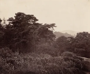 葉の研究,c.1863年（写真）