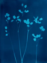 小さな花、2023年（シアノタイプ）