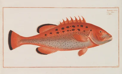 ドイツにおける魚の一般的な自然史、1782-1793年。