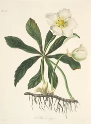 黒いヘレボルス、またはクリスマスローズ - 『季節の花の図版』より、1829年刊