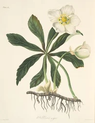 黒いヘレボルス、またはクリスマスローズ - 『季節の花の図版』より、1829年刊